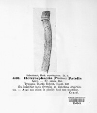 Heterosphaeria patella image